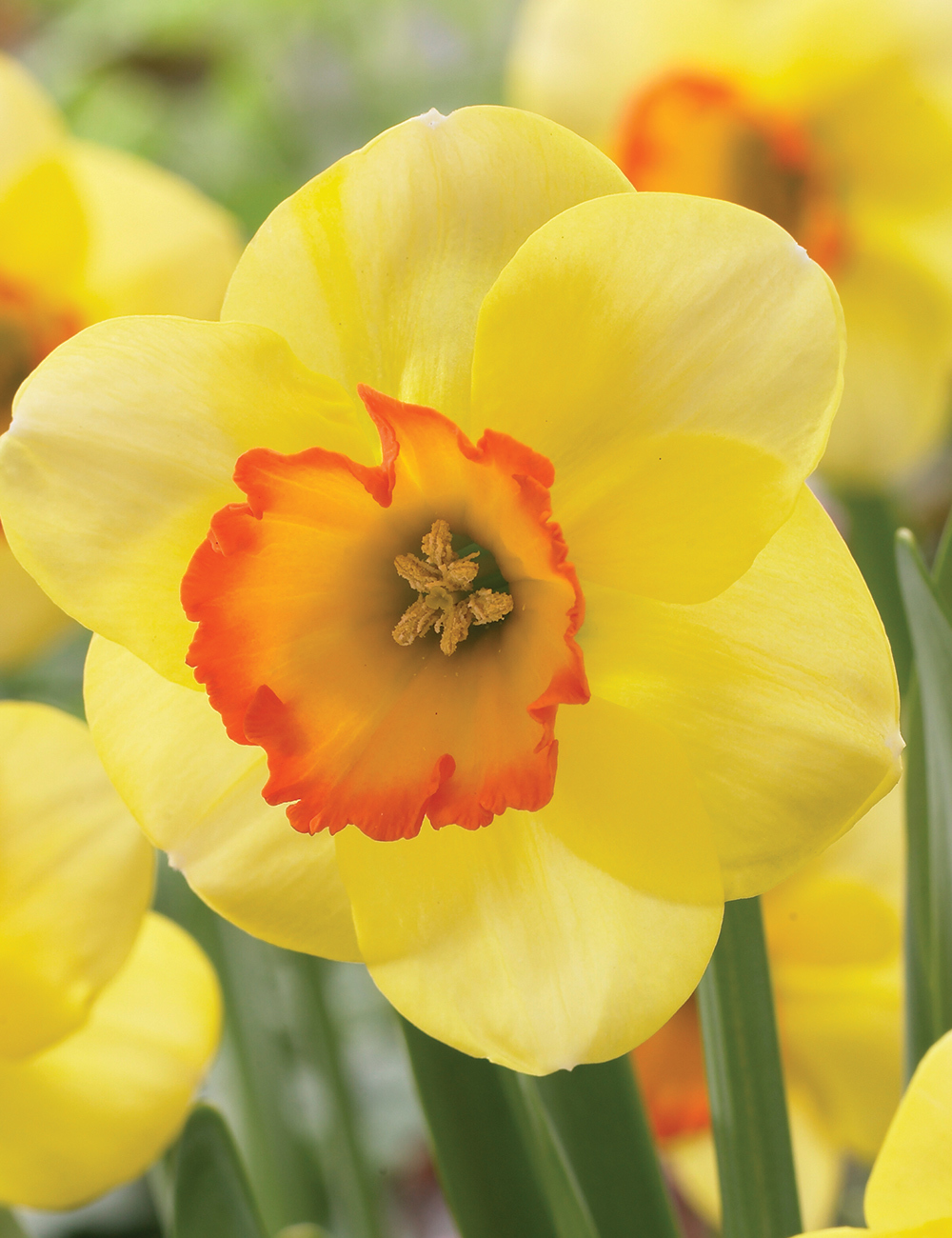 Daffodil Bright Lass