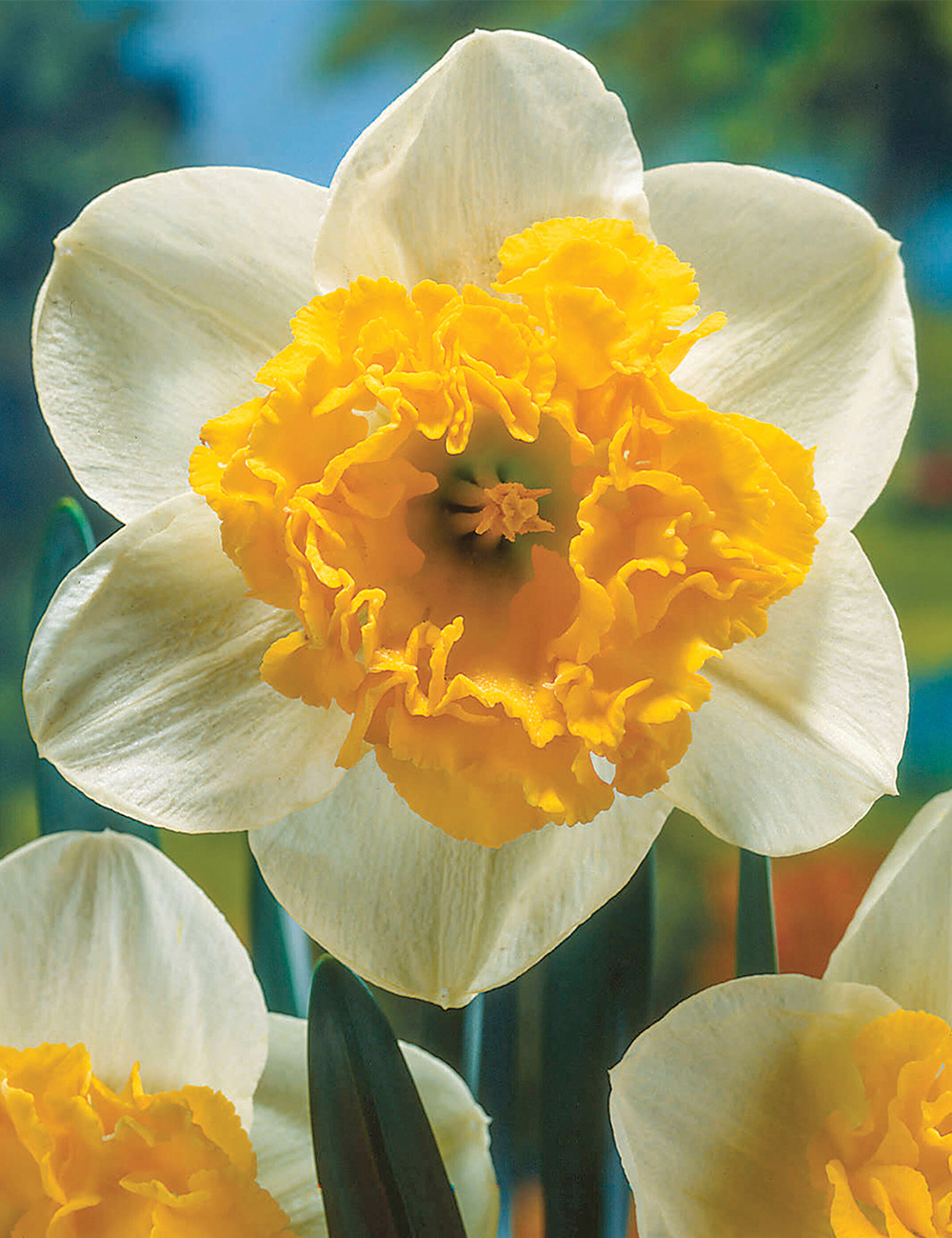 Garden Daffodil 'Blues'