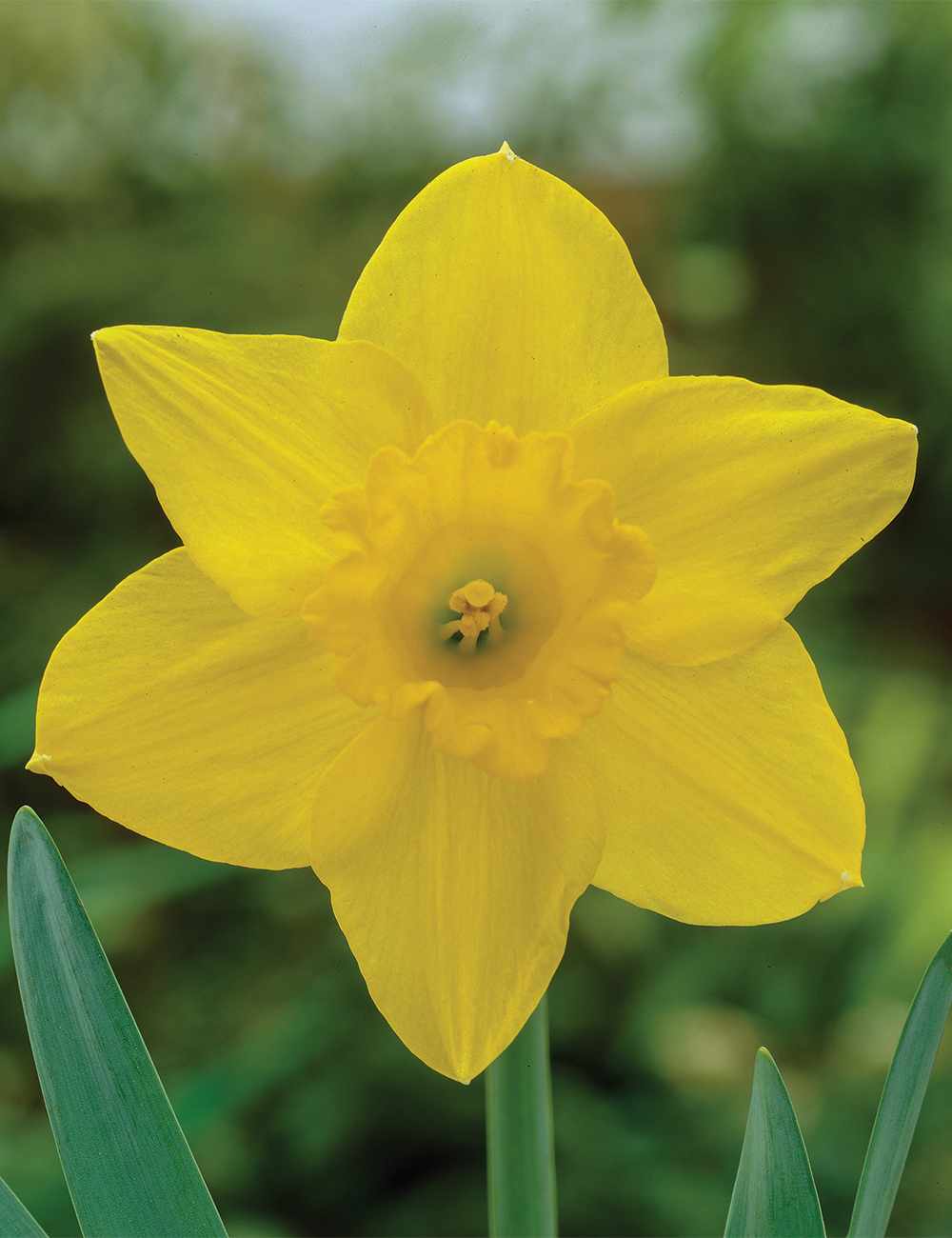 Daffodil 'California'
