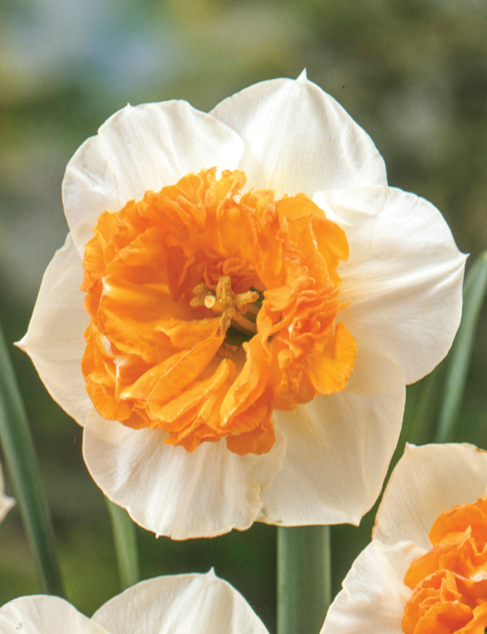 Daffodil Czardas