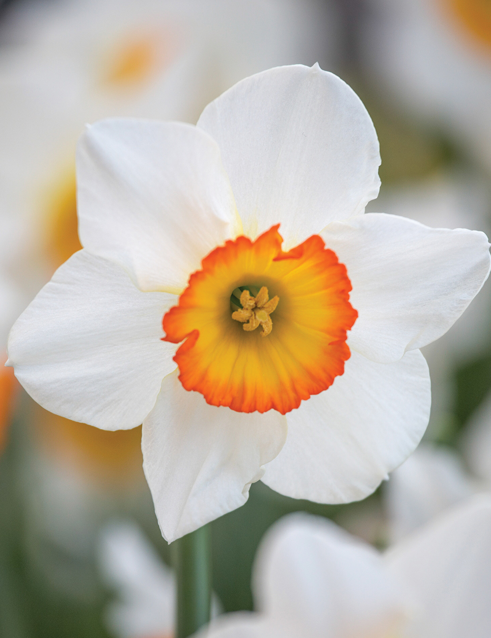 Daffodil 'Clockface'