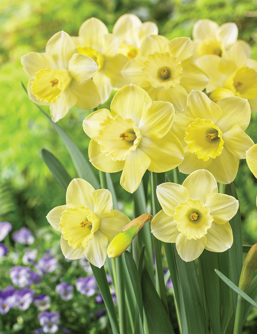 Daffodil 'Cairngorm'