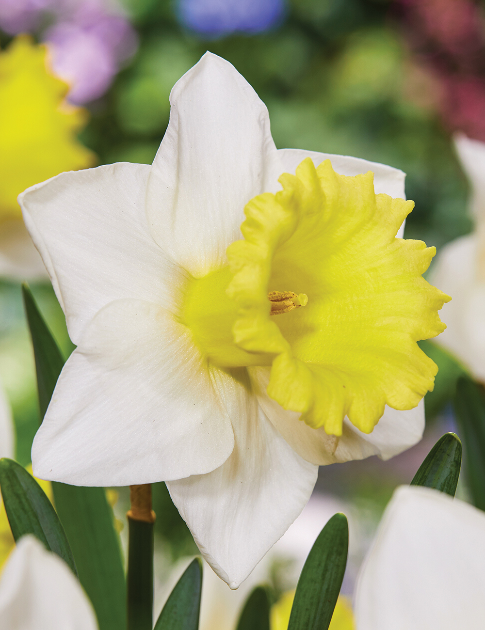 Daffodil 'Cornish King'