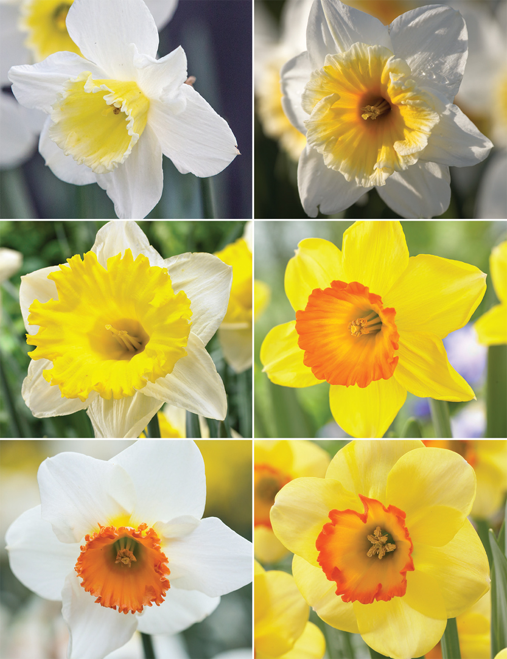 Garden Daffodils Collection No2