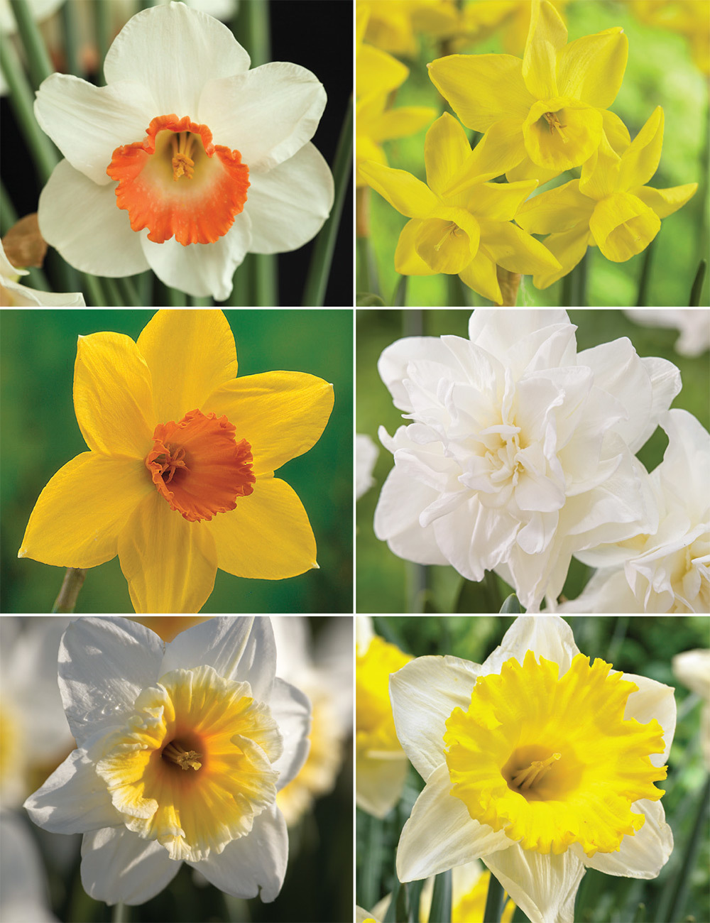 Garden Daffodils Collection No2