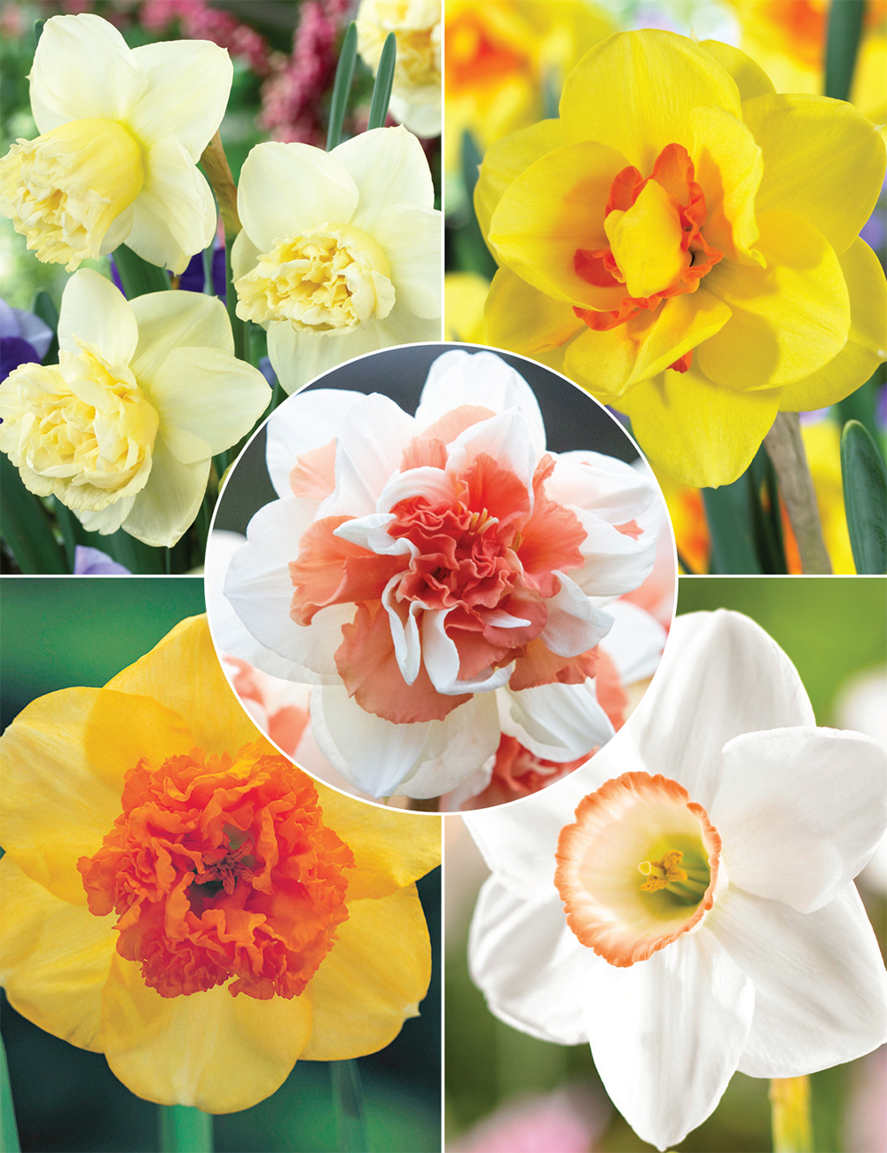 Our Top Eight Daffodils Collection No1