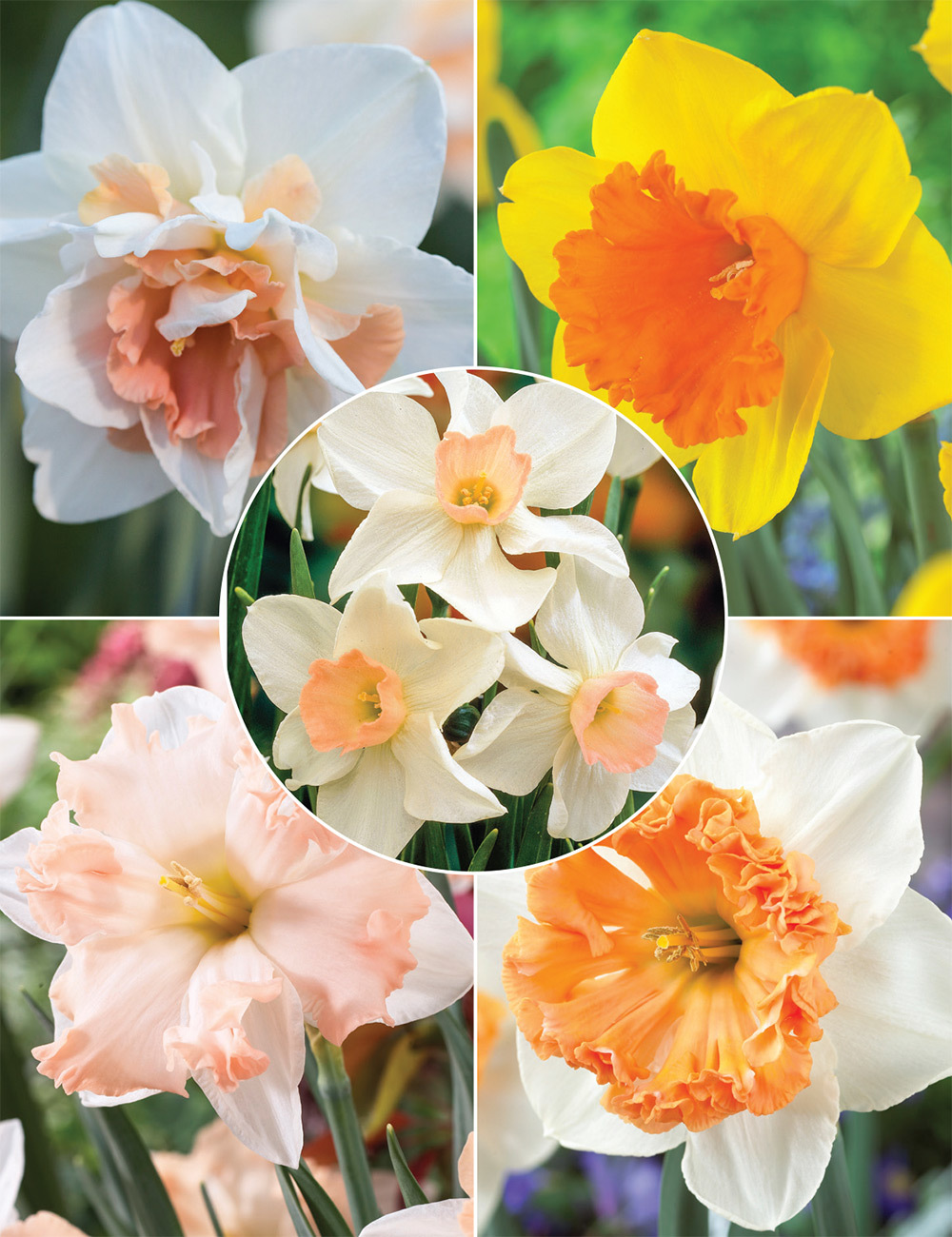 Our Top 10 Daffodils Collection No1