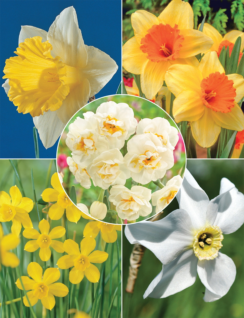 Naturalising Daffodils (reduced) Collection