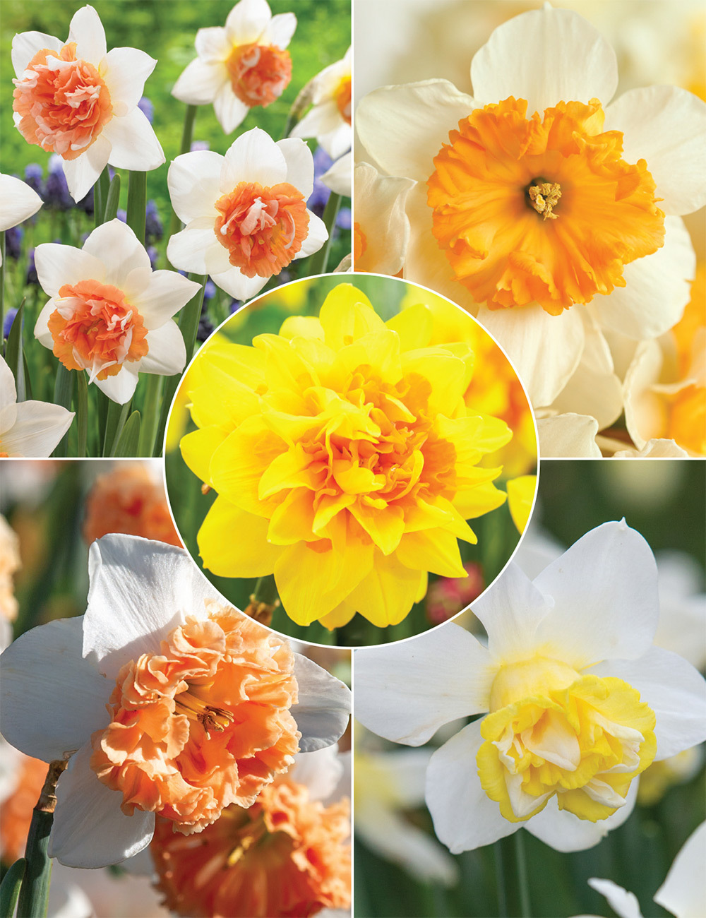 Our Top 10 Daffodils Collection No2