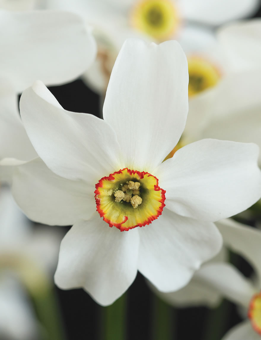 Daffodil Poeticus