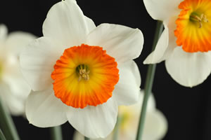 (41A) Daffodil 'Elsie Grace'