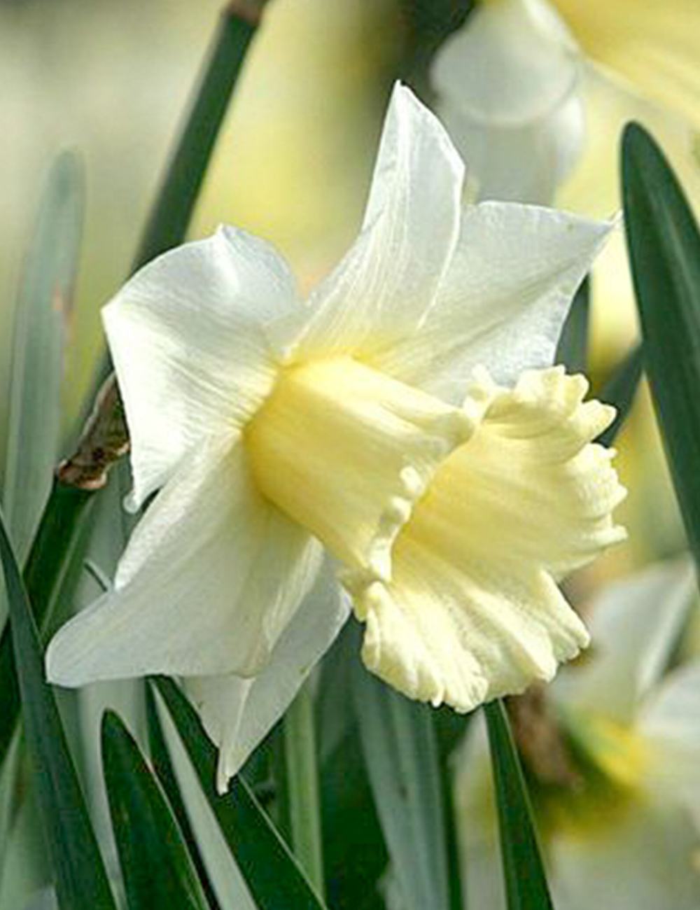 Daffodil Elizabeth Jane