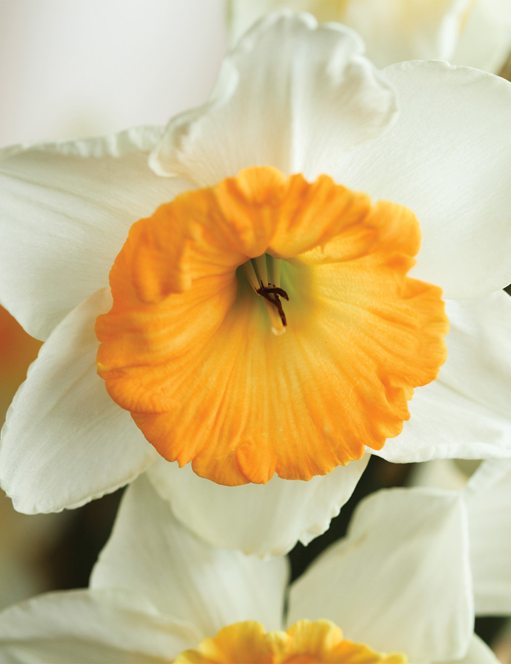 Daffodil 'Fragrant Breeze'