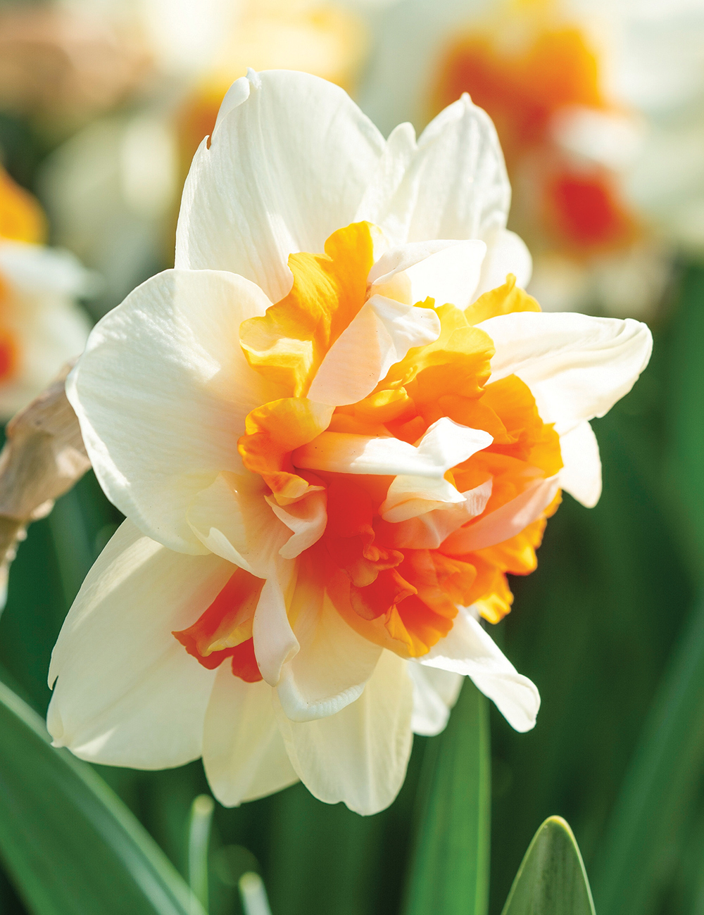 Double Daffodil 'Fragrant Spring'