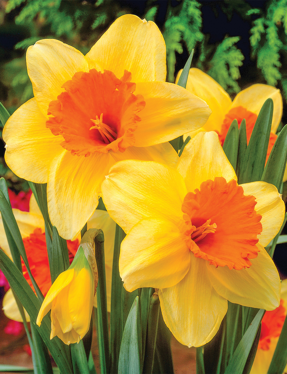 Daffodil Fortissimo