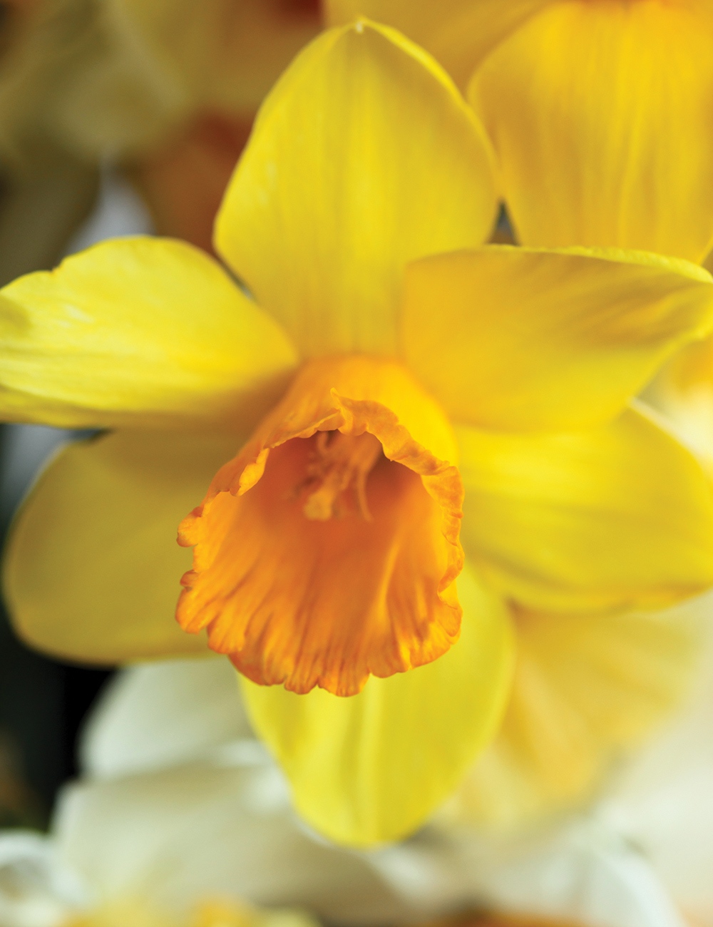 Daffodil 'Glen Clova'