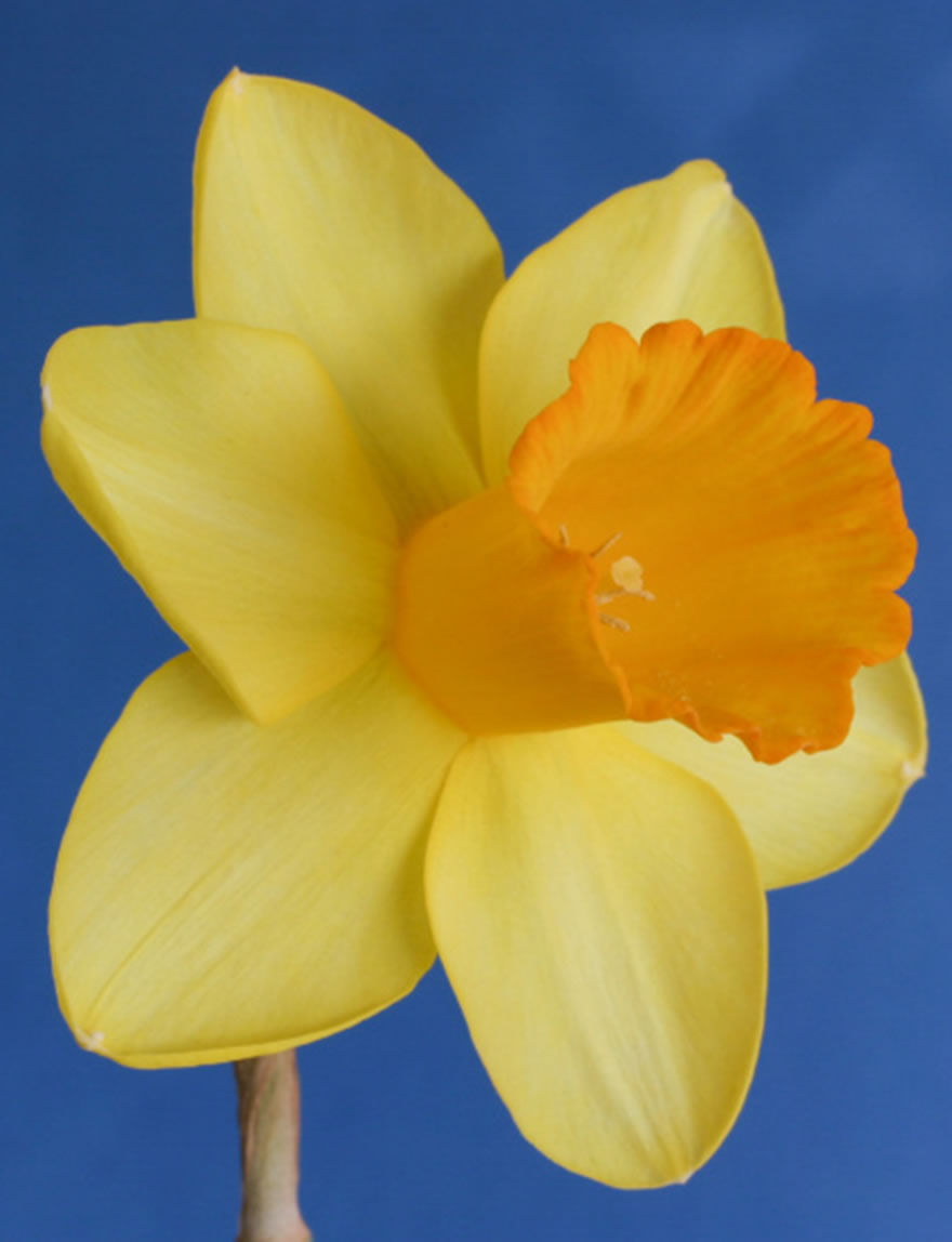 Daffodil Glenfarclas