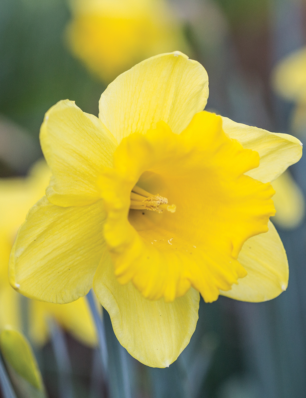 Daffodil 'Golden Lion'