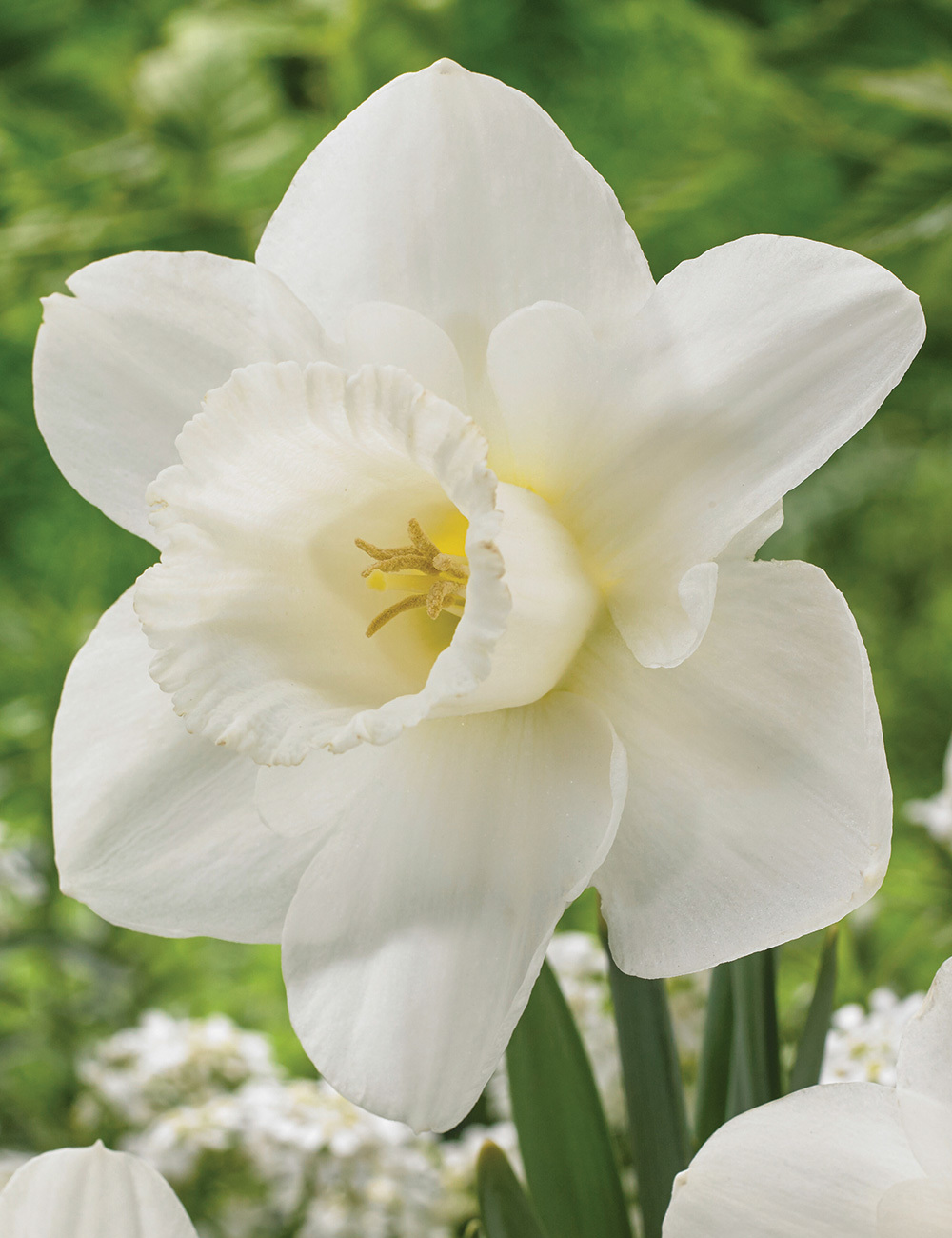Daffodil 'Geneve'