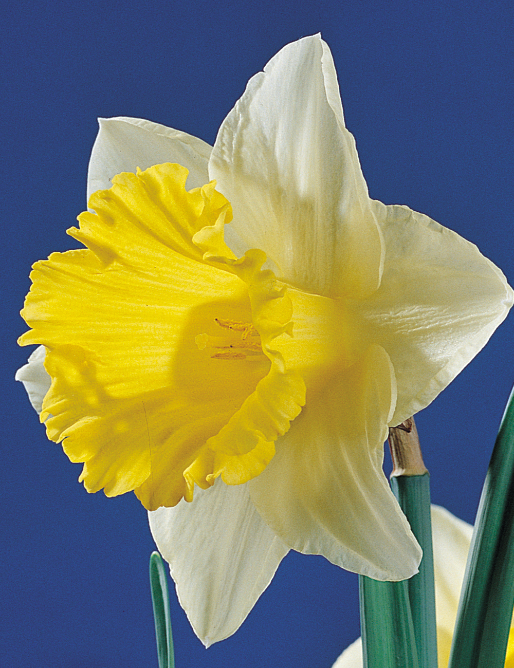 Daffodil Giltol