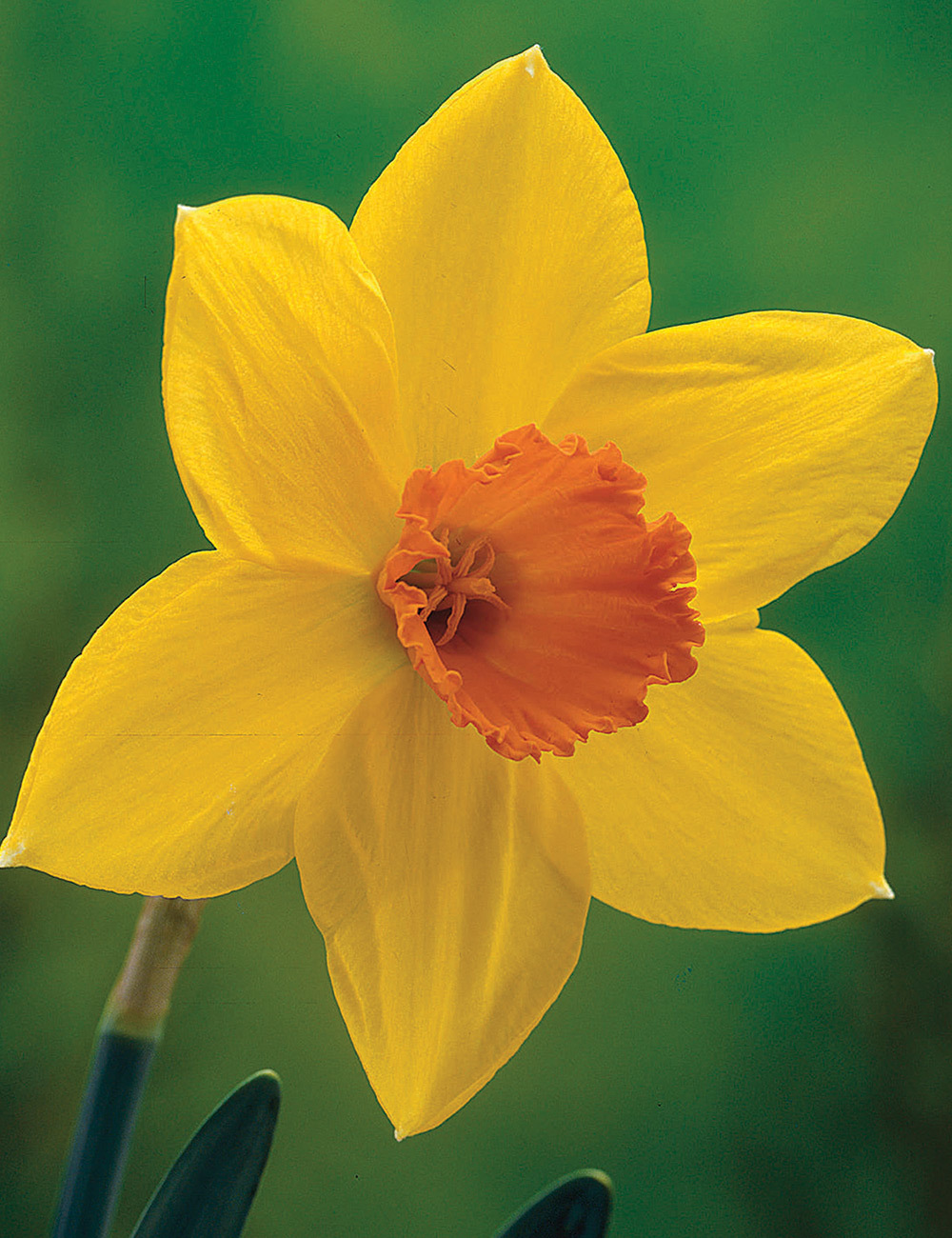 BULK BUY: Daffodil Home Fires