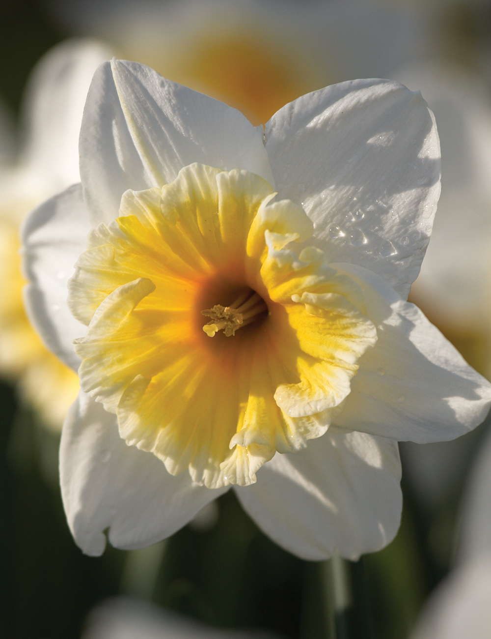 Daffodil 'Ice Follies'