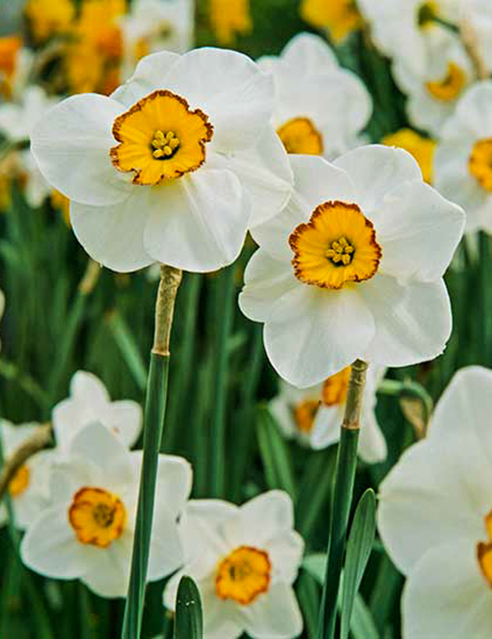 Daffodil 'Jean Hood'