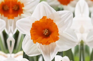 Daffodil Johann Strauss