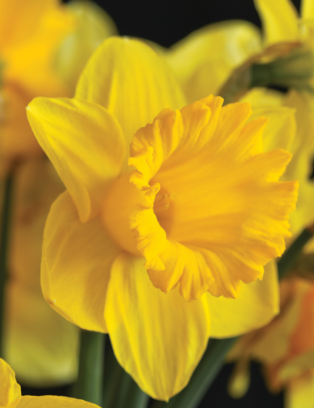 BULK BUY Daffodil 'King Alfred'