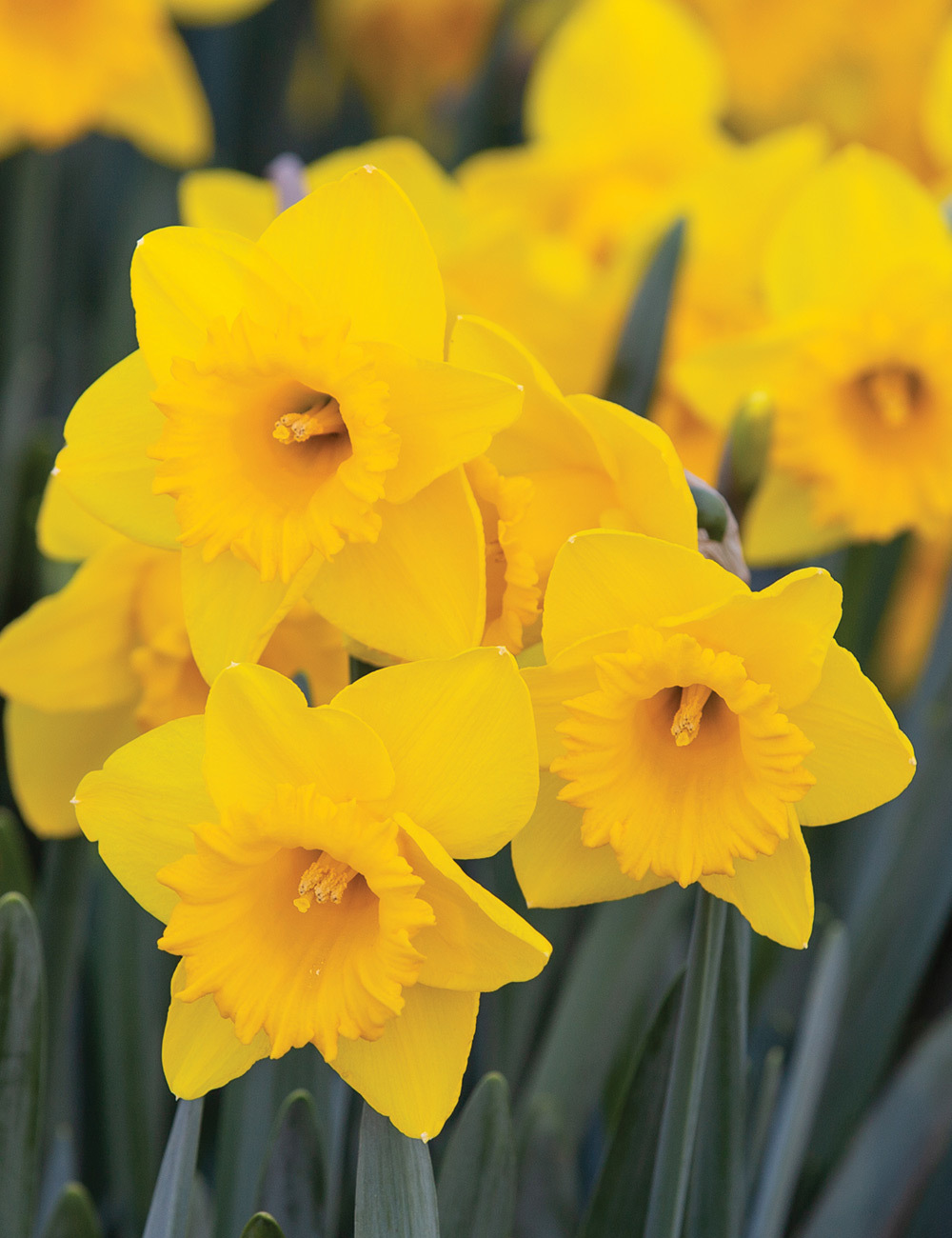 Daffodil 'King Alfred'