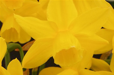 Daffodil Liberty Bells