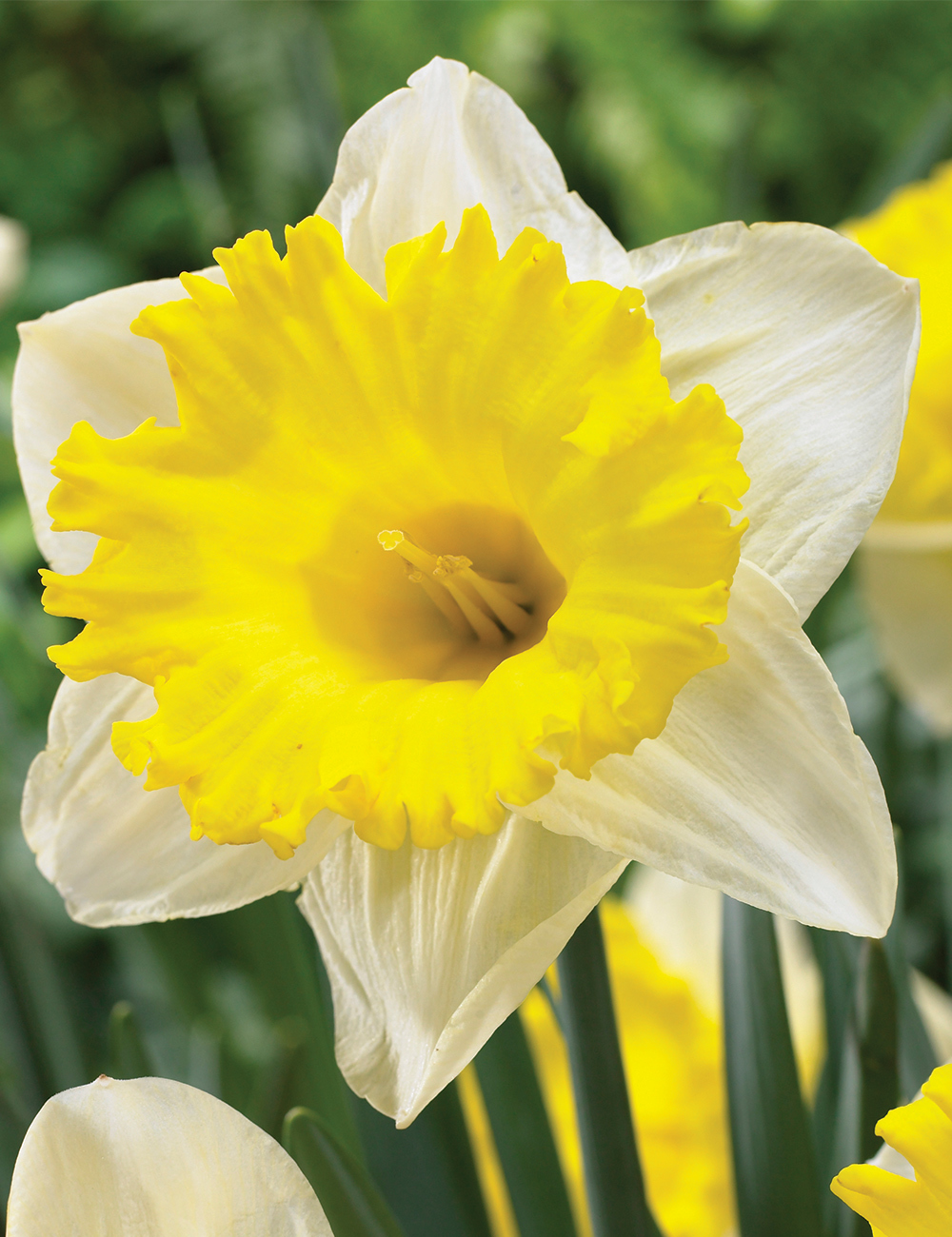 Daffodil 'Las Vegas'