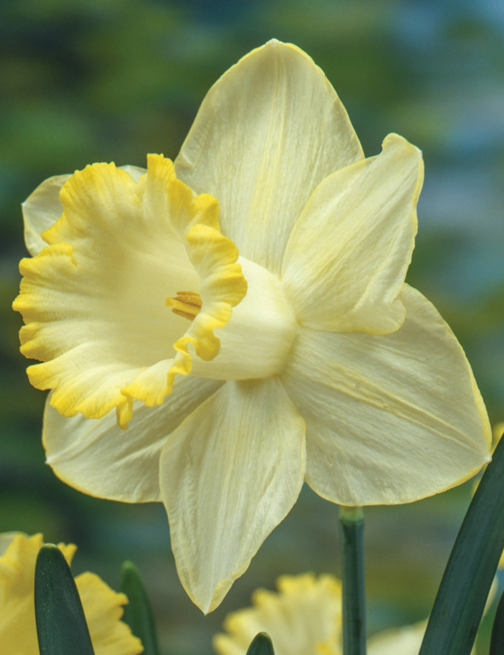 Daffodil 'Lemon Shake'