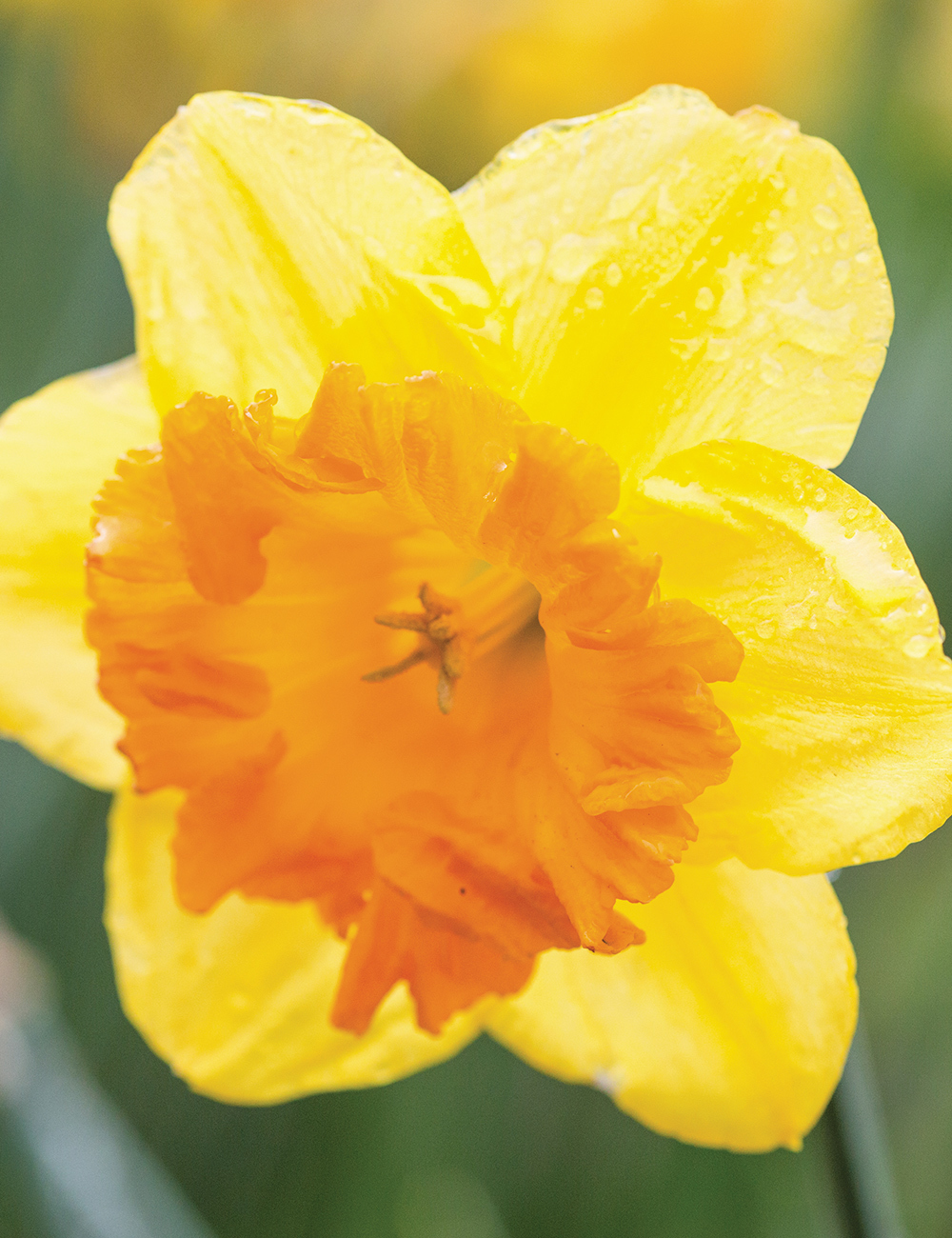 Daffodil 'Sunlover'