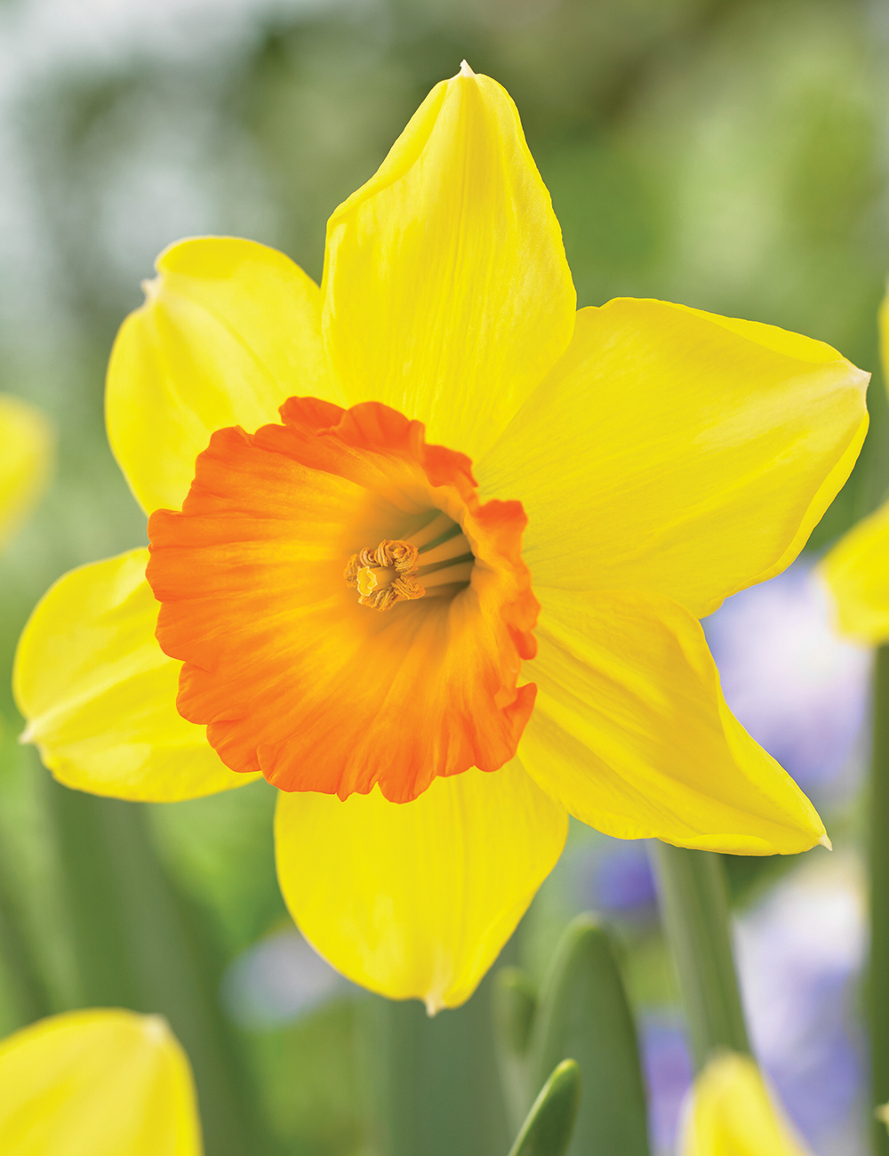 Daffodil 'Loveday'