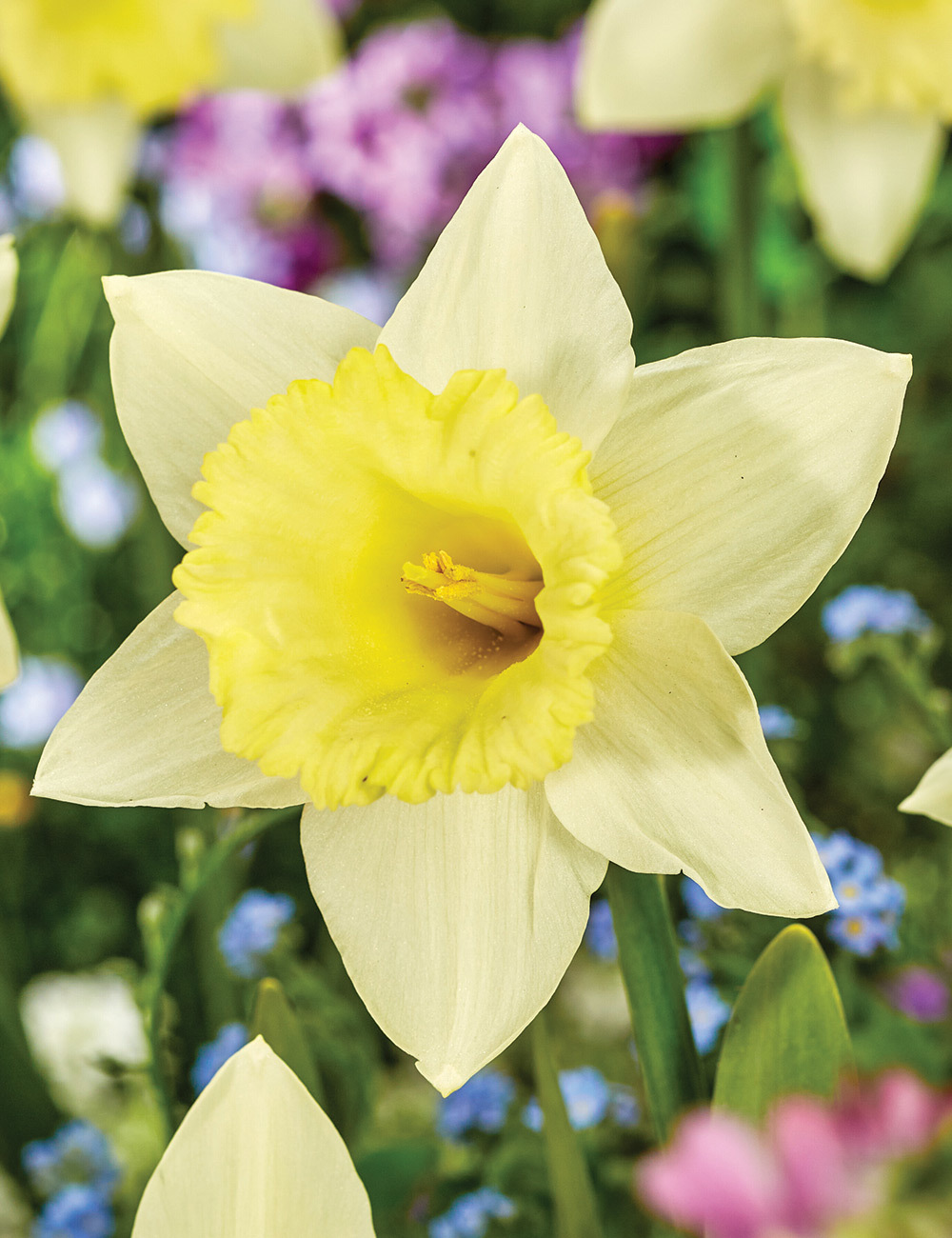 Daffodil 'Mount Hood'