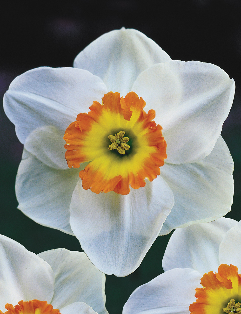 Daffodil Marjorie