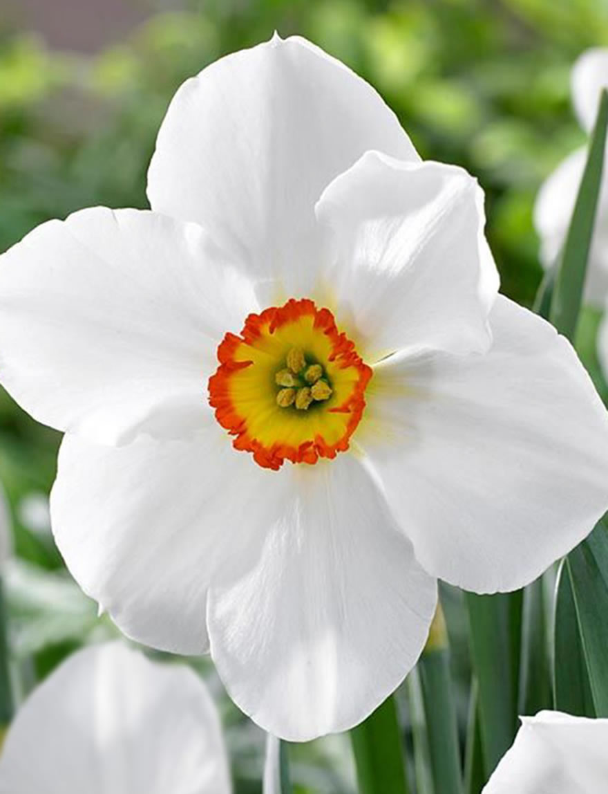 Daffodil Margaret Mitchell