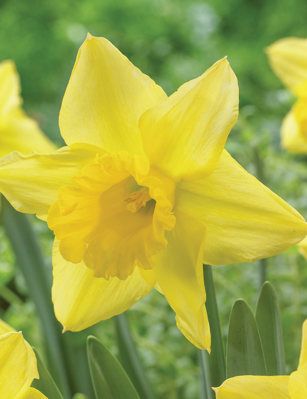 Daffodil 'Mando'