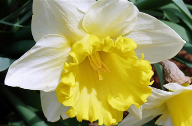 Daffodil Murchison