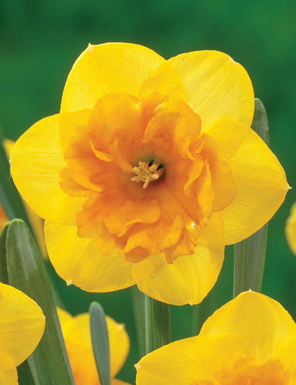 Daffodil 'Mirar'