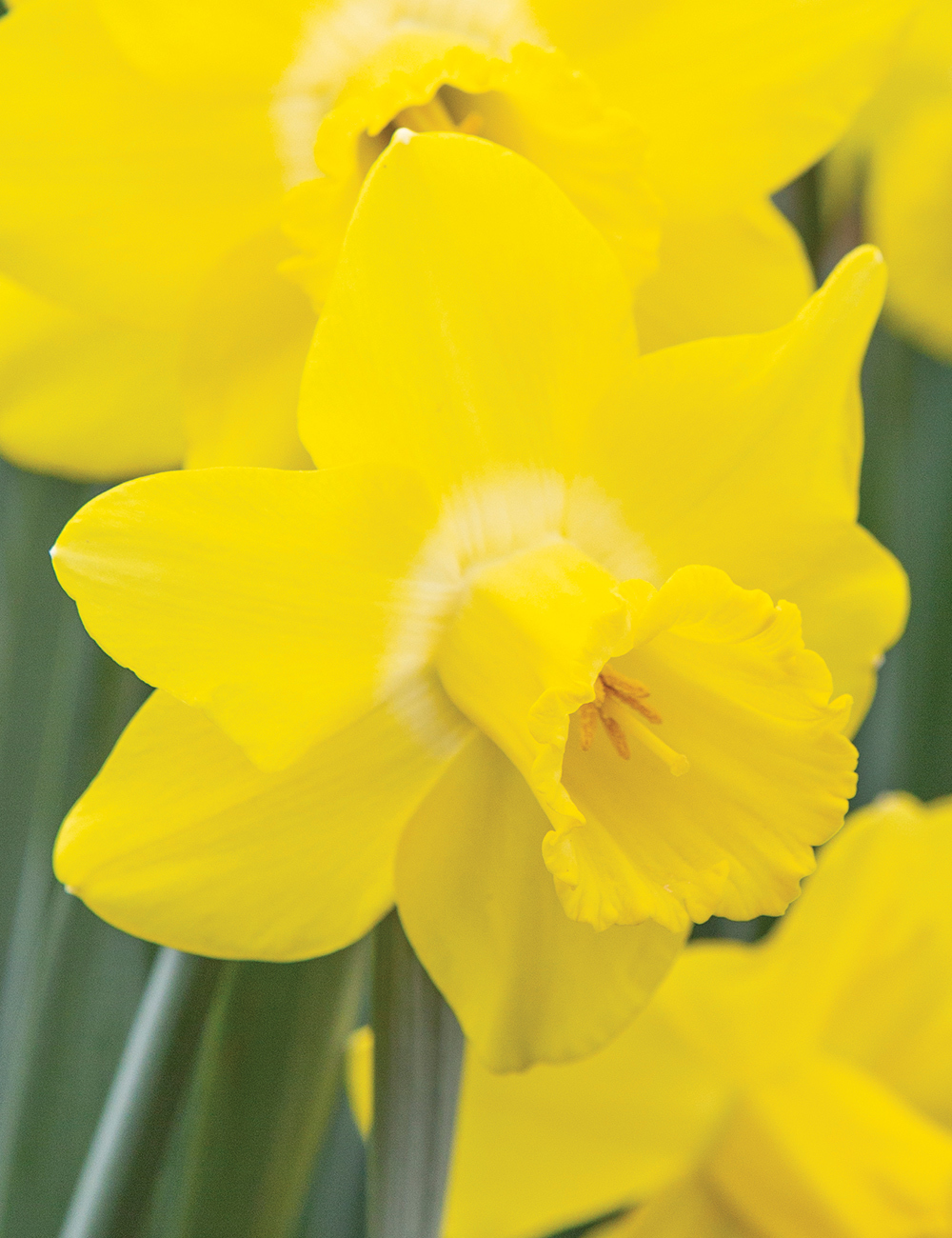 Daffodil 'Neon'