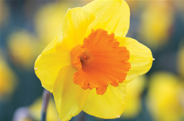 Daffodil Orange Crush