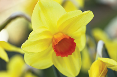Daffodil Oraglow