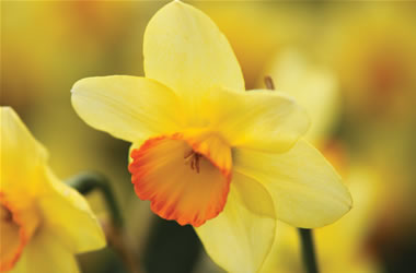 Daffodil Pillar Box