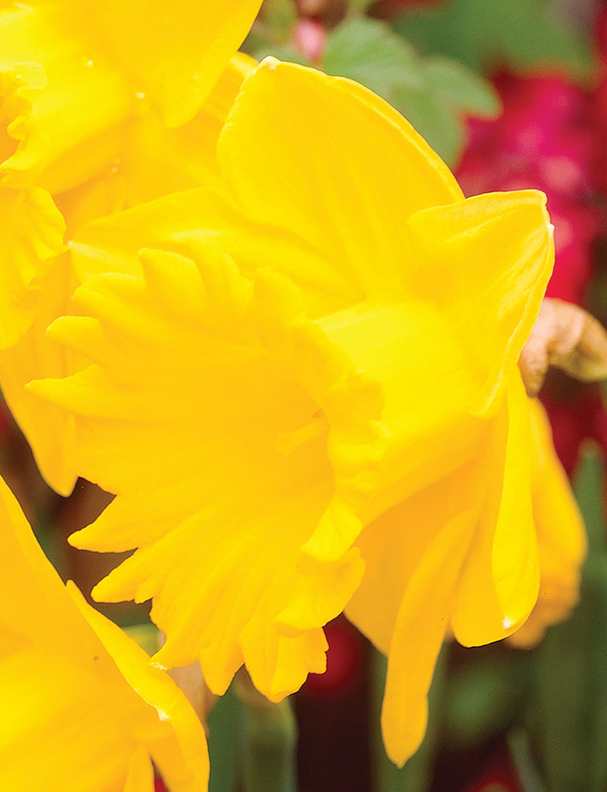 Daffodil Ballade