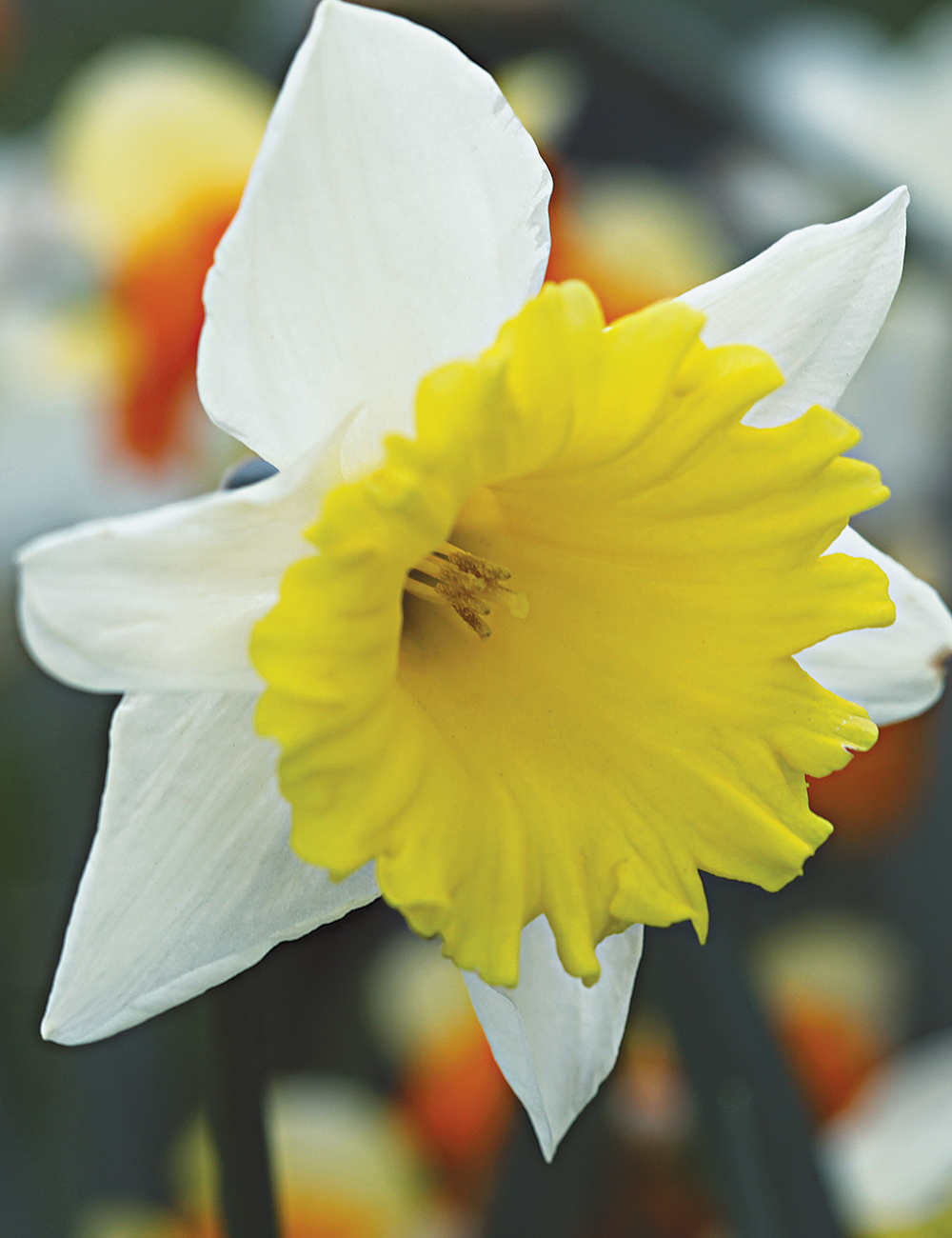 Daffodil 'Ptolemy'