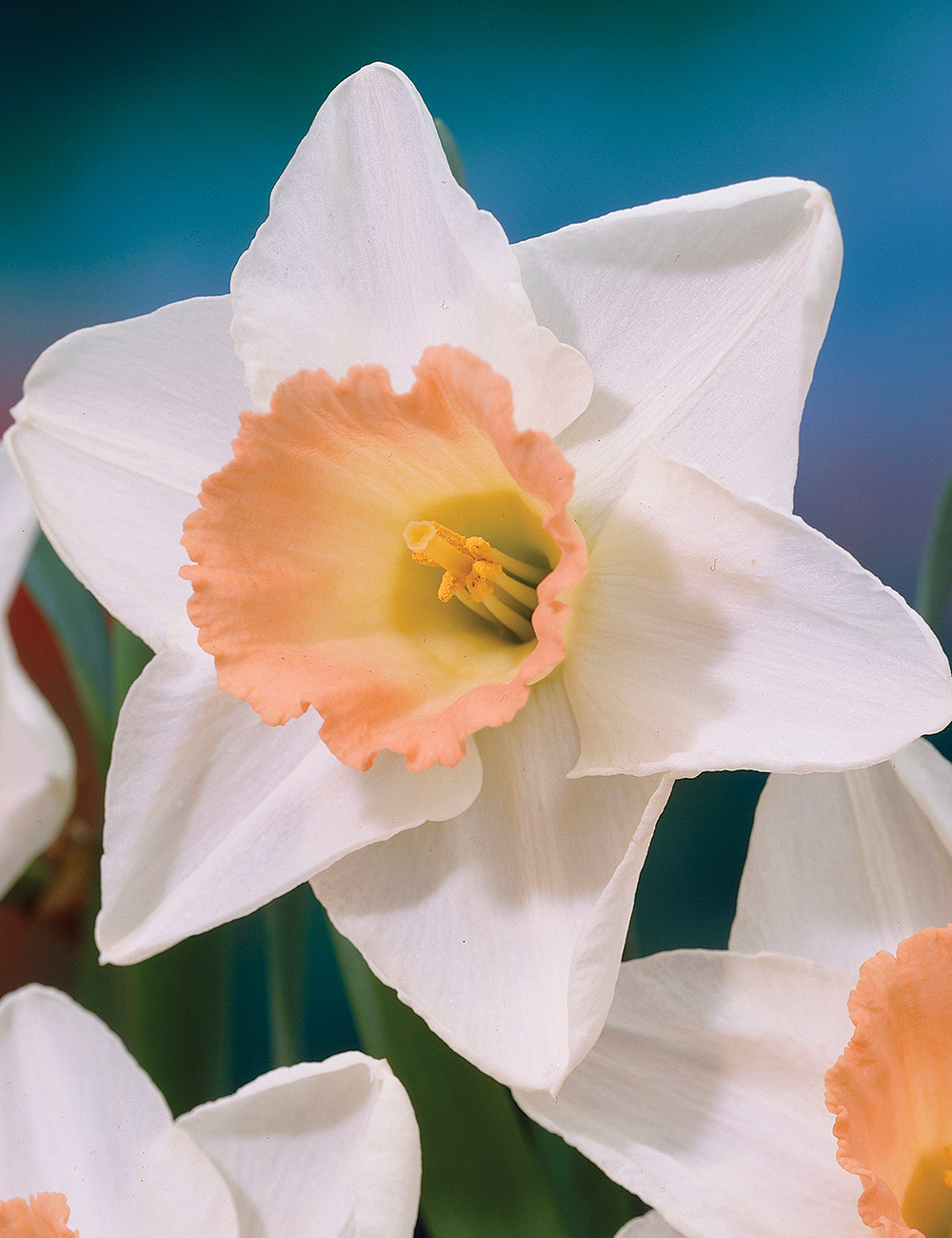 Daffodil Peach Melba