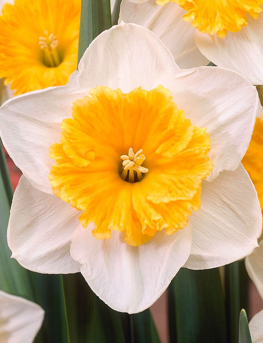 Daffodils Royal Applause