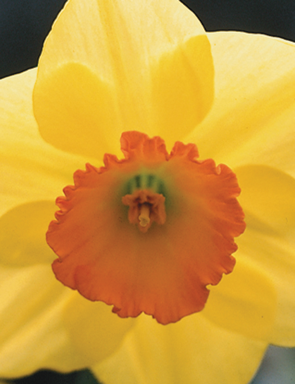 Daffodil 'Rosslare'